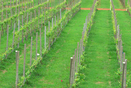 green grape plant in farmの写真素材