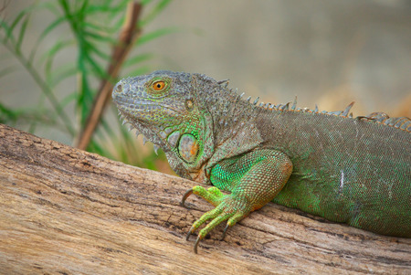 Head short of green iguanaの写真素材
