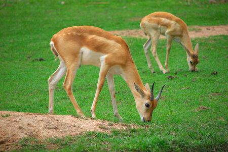 impala eat grass in the zooの写真素材