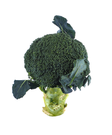 broccoli on a white background.の写真素材