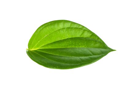 The betel leaf on a white backgroundの写真素材
