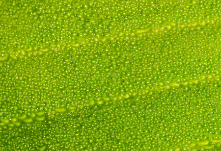 Dew on banana leaf