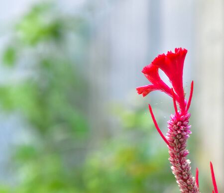 Red cockscomb flowerの写真素材