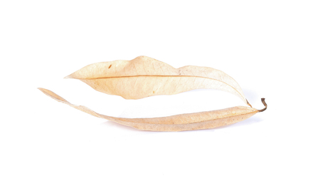 Dry leaves on a white backgroundの写真素材