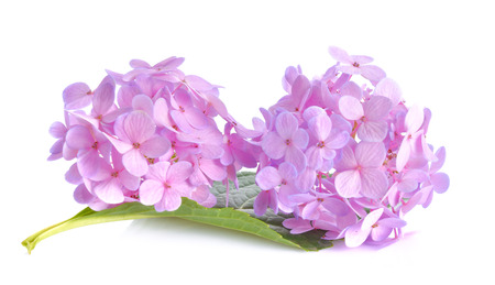 Pink flowers on a white background