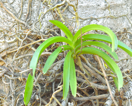 parasitic plantsの写真素材