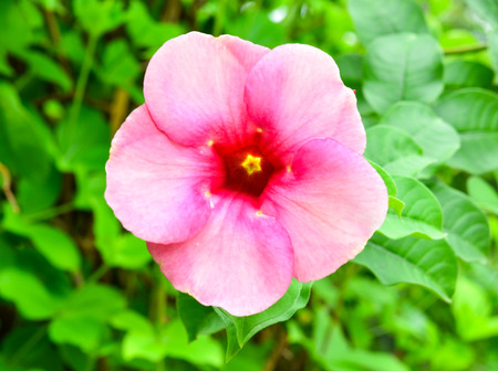 Pink flower