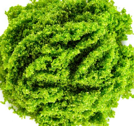 Swamp algae on a white background