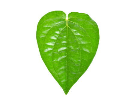 Betel on a white backgroundの写真素材