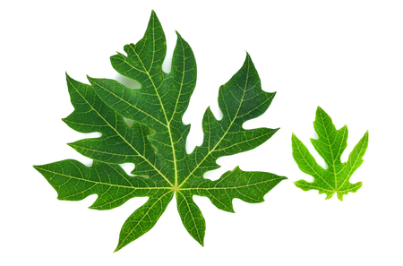 Papaya leaves on a white backgroundの写真素材