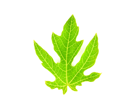 Papaya leaves on a white backgroundの写真素材