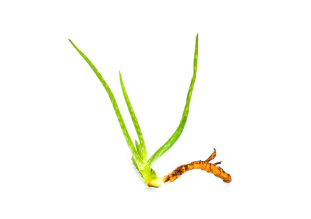 Aloe Vera on white background