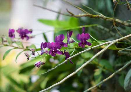 Purple Orchid in gardenの写真素材