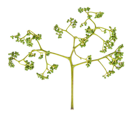 Zanthoxylum limonella Alston on white backgroundの写真素材