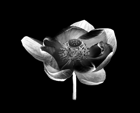 lotus flower white and black isolated on white backgroundの写真素材