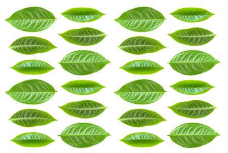 tea leaf on a white background