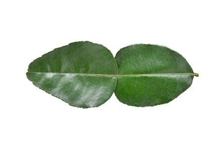 Kaffir lime leaves on white background