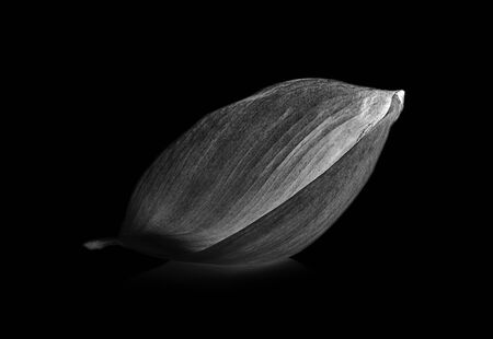 lotus flower lobe isolated on black backgroundの写真素材