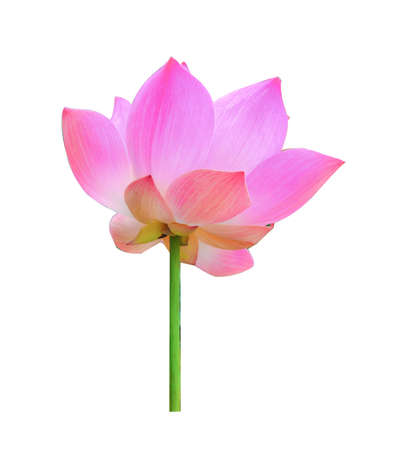 lotus flower on white backgroundの写真素材