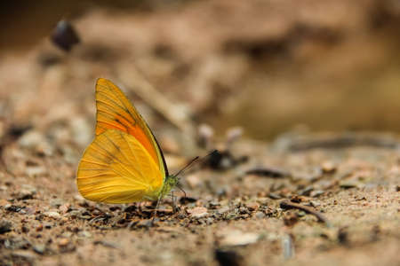 Yellow  butterfly.の写真素材