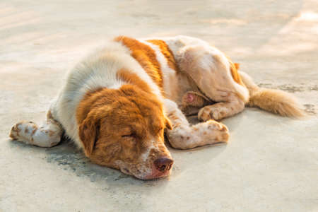 Dog is sleeping on concrete floor.の写真素材