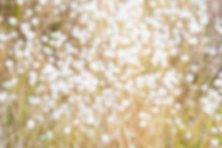 Blurred background of white flowers.の写真素材