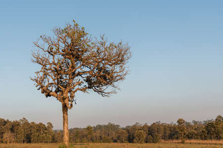 lonely tree depends on the field in autumnの写真素材