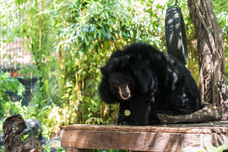 Asiatic black bear (Ursus thibetanus) eating corn.の写真素材