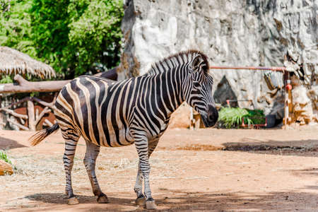 African zebra in the zoo.の写真素材
