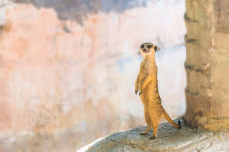 Meerkat standing on the stone.