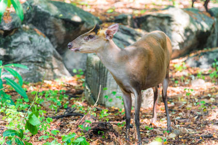 Barking deer (Muntjac) in forest.