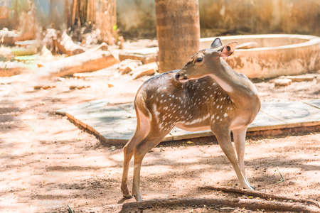 Cute spotter fallow deer try to scratching its skin.の写真素材