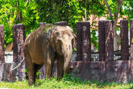 Asian elephant.の写真素材