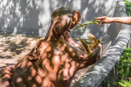 Hippopotamus feeding in a zoo.の写真素材