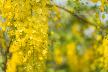 Cassia fistula, Tropical yellow flower.の写真素材