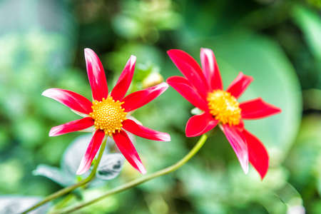 Red and white flowers blooming in garden.の写真素材
