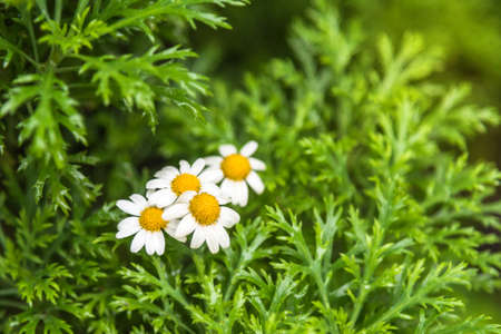Cultivated camomile flowers in garden.の写真素材
