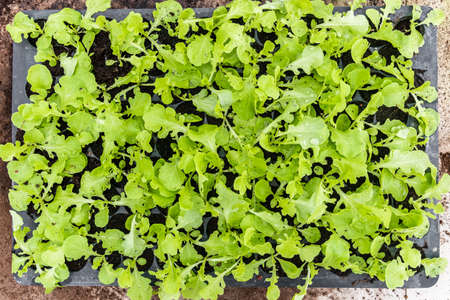 Lettuce growing in vegetable farm for making salad.の写真素材