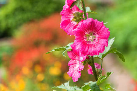 Blooming hollyhock flower with dew drop.の写真素材