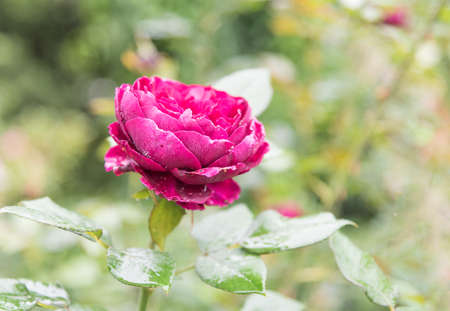Red rose flower on branch with drops of dew in garden.の写真素材