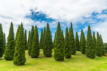 Pine Trees in the gardenv on bluesky background.の写真素材