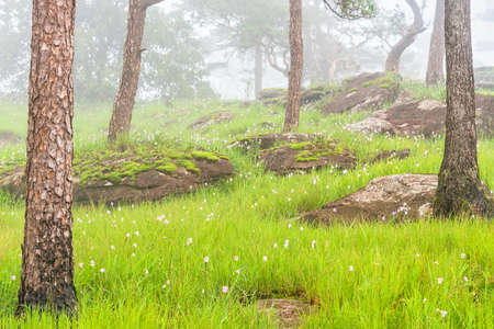 Pink flower field with green meadaw and moss rock in pine forest was covered by morning fog. Bolaven Plateau, Southern fo Laos.の写真素材