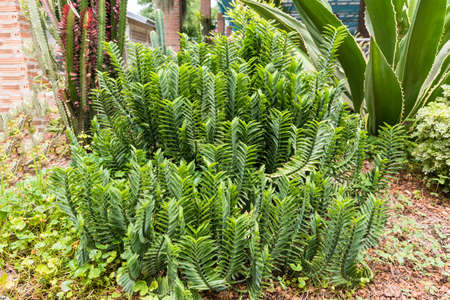 green leaf of desert plantの写真素材