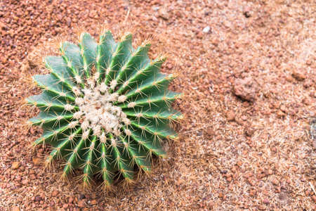 Top view of cactus  in desert garden with right copy space.の写真素材