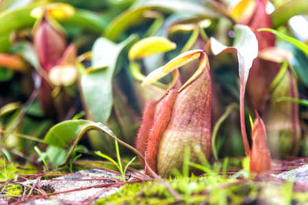 Tropical pitcher plants or monkey cups in national park.の写真素材