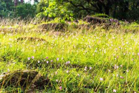 Pink flower in a field.の写真素材
