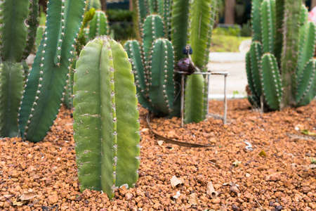 Cactus in desert garden.の写真素材