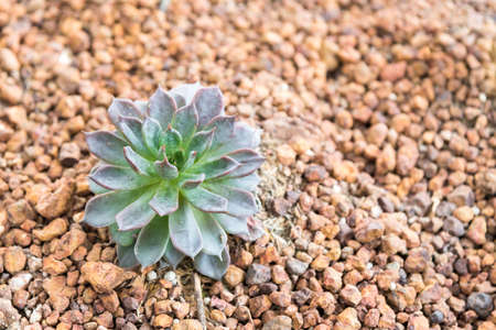 Miniature succulent plants in desert gardenの写真素材