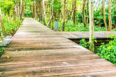 Wooden walk way among the green forest garden.の写真素材