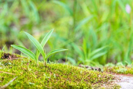 Growing plants on green blue background.の写真素材